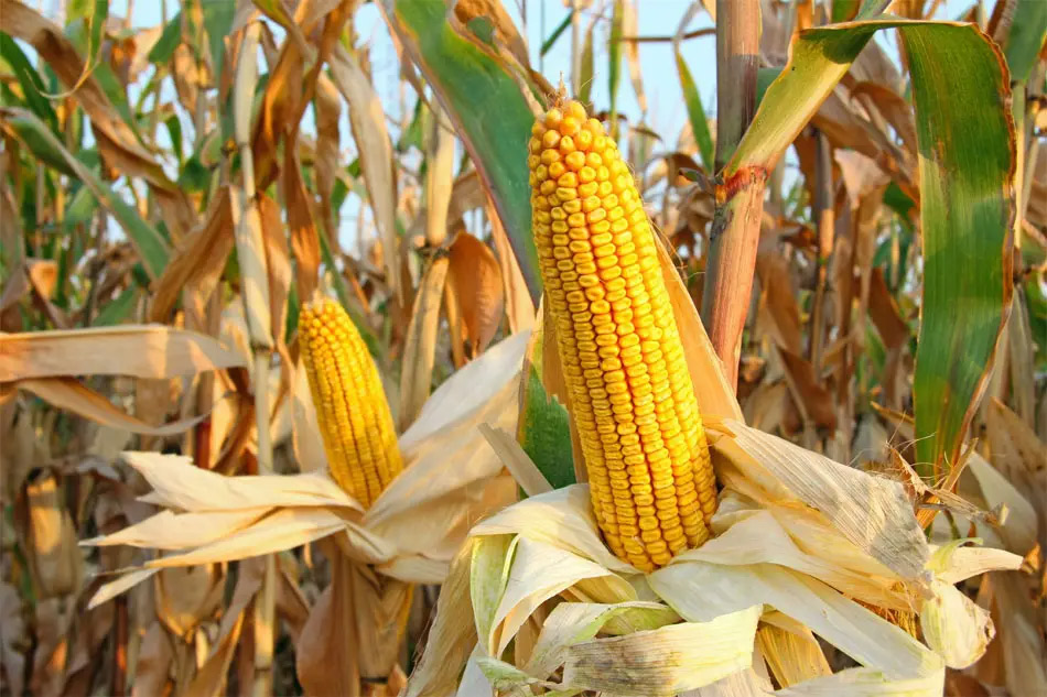 Cambiar el modelo de producción alimentaria a nivel mundial