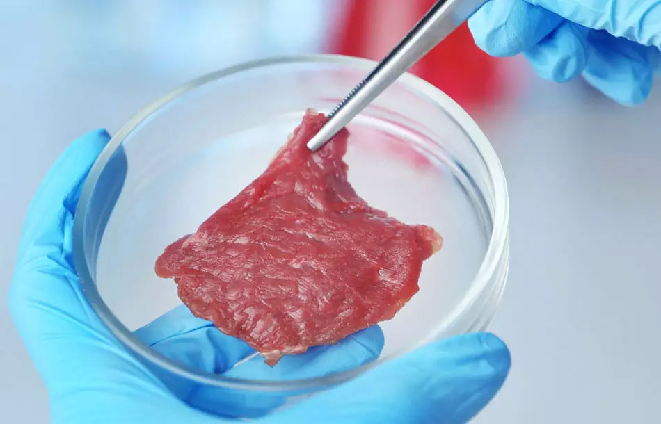 Las empresas de alimentos de cultivo celular no solicitan a la EFSA la evaluación de sus productos.