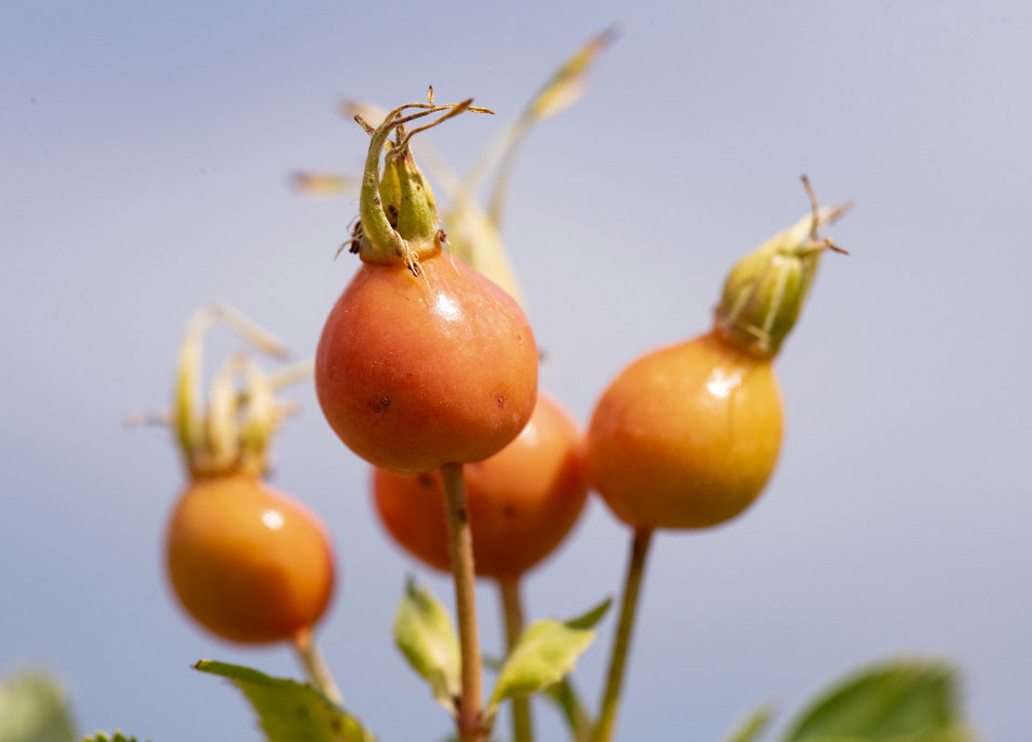 Definir qué es agricultura regenerativa