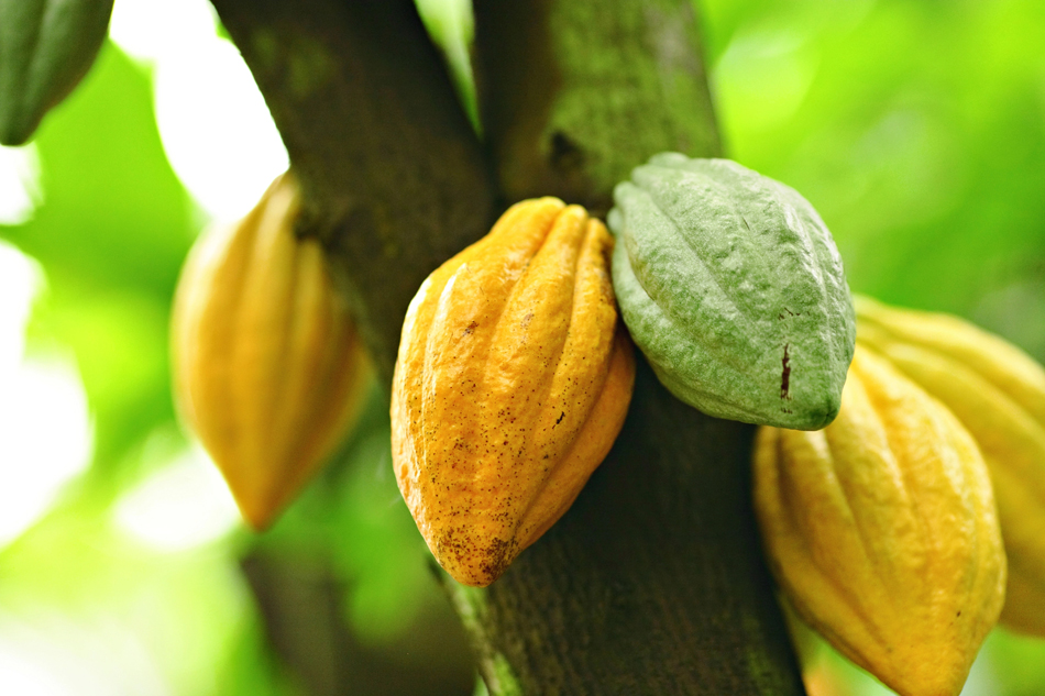 Nuevo atlas genético del cacao